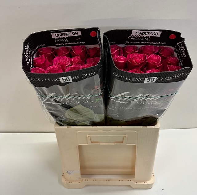 Rosa ec cherry oh LT.jpg